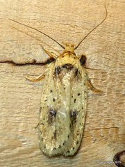 Agonopterix flavicomella