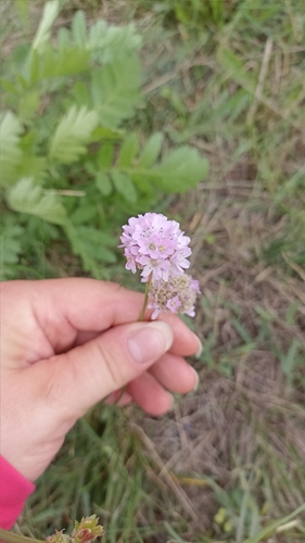 Sea Thrift