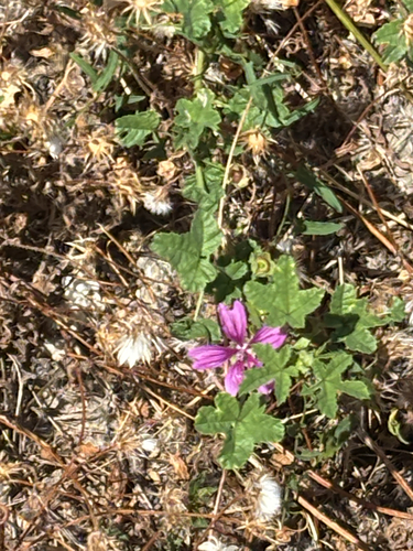 Common Mallow