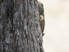 Sceloporus albiventris