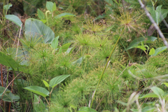 Cyperus prolifer