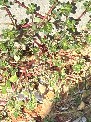 Common Purslane