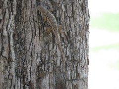 Sceloporus albiventris