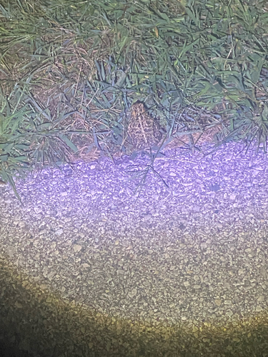 American Toad
