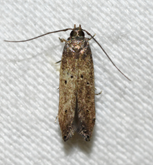 Perimede ricina