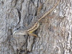Sceloporus albiventris