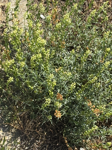 Wild Mignonette
