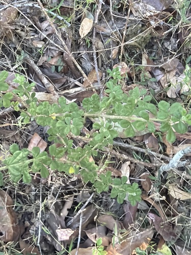 Zieria minutiflora, photograph 5