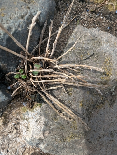 Catapodium marinum, photograph 4