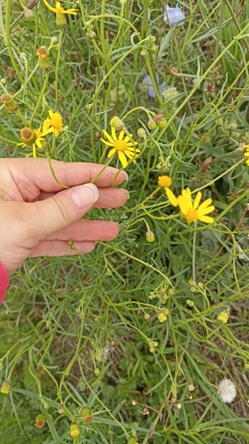 Narrow-leaved Ragwort