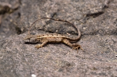 Sceloporus ochoterenae