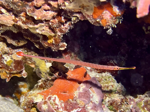 Dunckerocampus multiannulatus observed 2024-11-29