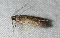Perimede ricina