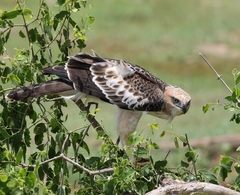 Nisaetus cirrhatus ceylanensis