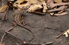Sceloporus ochoterenae