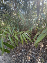 Alpinia caerulea, photograph (c) Martin Hannan-Jones, some rights reserved (CC BY)