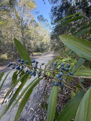 Alpinia caerulea