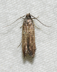 Perimede ricina