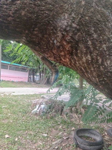 Siamese Blue Crested Lizard