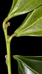 Cocculus laurifolius