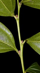 Cocculus laurifolius