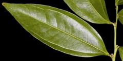 Cocculus laurifolius