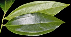 Cocculus laurifolius