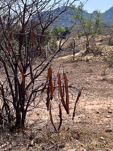 sjambok-pod