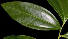 Cocculus laurifolius