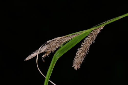 Carex lambertiana