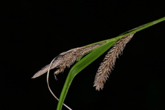 Carex lambertiana