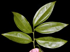 Cocculus laurifolius