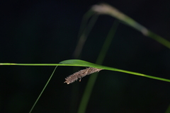 Carex lambertiana, photograph (c) Christopher Stephens, some rights reserved (CC BY-SA)