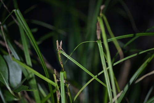 Carex lambertiana, photograph 1