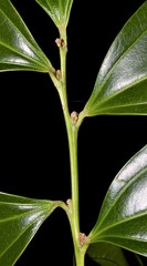 Cocculus laurifolius