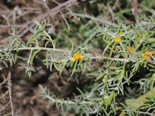Enchylaena tomentosa, photograph 3