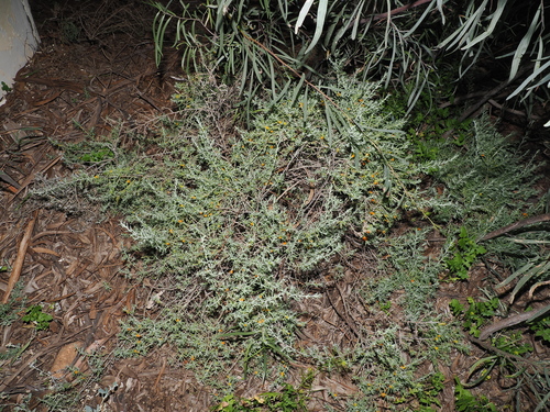 Enchylaena tomentosa, photograph 5