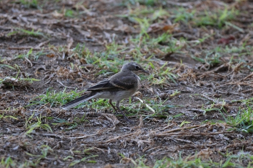 iNaturalist image