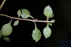 Coprosma areolata, photograph (c) Christopher Stephens, some rights reserved (CC BY-SA)