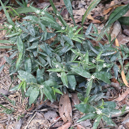Schelhammera multiflora observed 2026-08-18