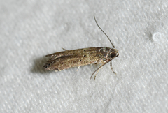 Perimede ricina
