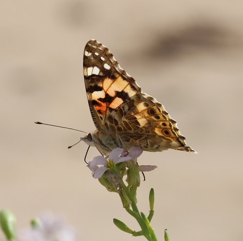 Painted Lady