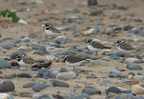 Common Ringed Plover