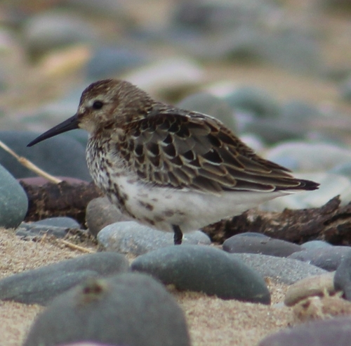 Dunlin