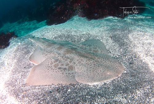 Japanese angelshark (Squatina japonica) — Squatinidae