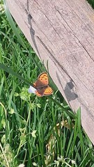 Lycaena phlaeas