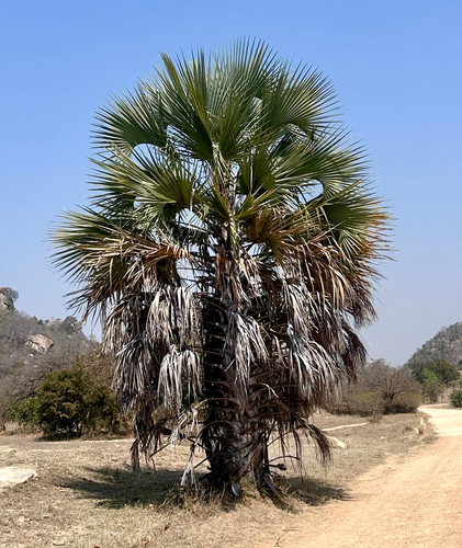 Makalani Palm