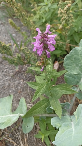 Marsh Woundwort