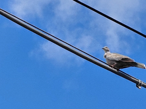 Eurasian Collared-Dove