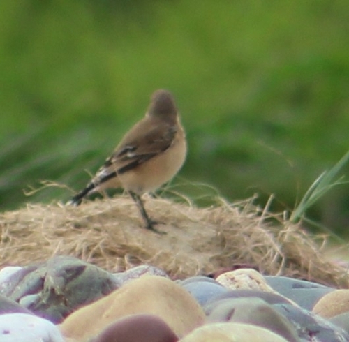Northern Wheatear